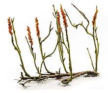 Ilustrace drobné bezlisté rostliny s dlouhým oddenkem