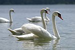 Лебеді-шипуни на озері Пісочному. Автор: Hrystyna M, CC-BY-SA-4.0