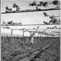 Plantation d'un vignoble, 1937