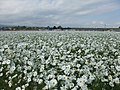 三光コスモス園の白花