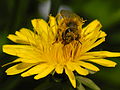 En bie bader i pollen