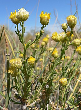 Acamptopappus (Acamptopappus sphaerocephalus)