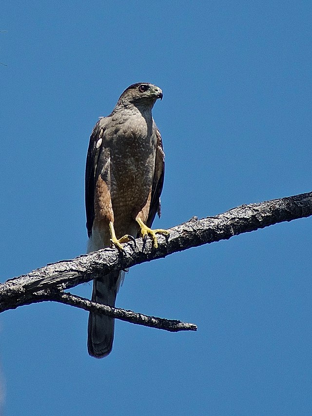 A female Gundlach's Hawk at UNESCO-listed Alexander Humboldt National Park in Baracoa, Eastern Cuba.