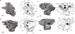 Aegisuchus witmeri skull.png