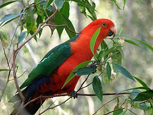 English: Australian King Parrot (Alisterus sca...