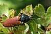 Ampedus pomorum dans les Ardennes belges