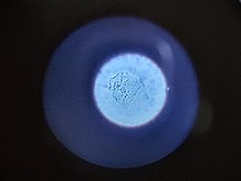 Animal cell optical microscope view.jpg