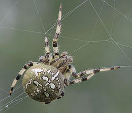 Négyes keresztespók (Araneus quadratus)