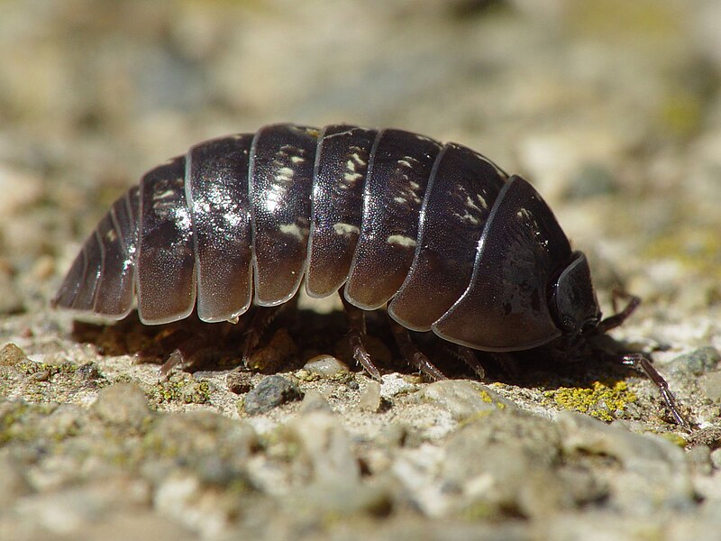 Terrestrial Isopods (Sowbugs, Pillbugs, Potato Bugs) As Food for