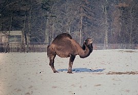 Nar-verblüd (Camelus dromedarius × Camelus bactrianus) Suren Britanijan zooparkas, 1979