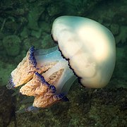 Barrel jellyfish