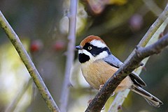 Black-throated Tit1.jpg