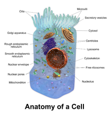 Τα βασικά συστατικά ενός ζωϊκού κυττάρου.