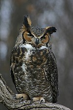 アメリカワシミミズクのサムネイル