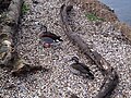 Vörösvállú récék (Callonetta leucophrys)