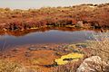 Bruyères et poaceae sont courantes sur les nombreux bras d'eau et étangs et de Camargue ;