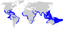 Range of bull shark