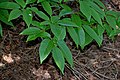 Japana karpeno (Carpinus japonica): rando kun malgrandaj dentoj