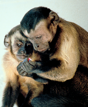 Cebus apella group. Capuchin Monkeys Sharing