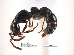 Lioponera ruficornis.