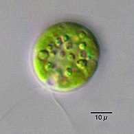 Chlamydomonas globosa, a unicellular green alga with two flagella just visible at bottom left