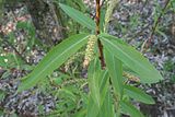 Chosenia arbutifolia leaves and catkins.jpg