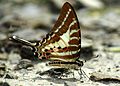 Chain swordtail (Graphium aristeus)