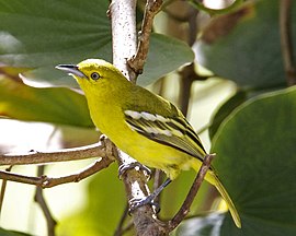 Самиця Aegithina tiphia, острів Балі, Індонезія