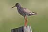 Common Redshank Tringa totanus.jpg