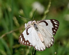 Belenois aurota