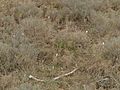 Matorral, durante el invierno, con floración sincronizada de Crocus nevadensis