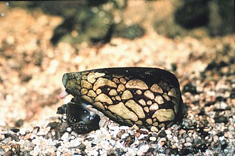 Monetaria caputserpentis o vezañ debret goude bezañ chaseet gant Conus marmoreus