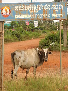 une vache pait au bord d'une route en latérite sous un panneau bleu délavé où l'on peut lire le sigle et nom du parti du peuple cambodgien en khmer et en anglais.