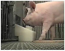 A pig using a specifically designed joystick Croney 2021 pig using controller.jpg