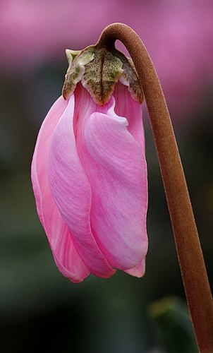 Цветок цикламена персидского (Cyclamen persicum)