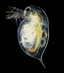 Almindelig dafnie, Daphnia pulex