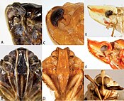 Diversity of shapes of head in Derbidae
