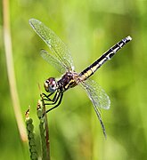 Diplacodes pumila