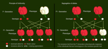 P-Generation and F1-Generation: The dominant allele for purple-red flower hides the phenotypic effect of the recessive allele for white flowers. F2-Generation: The recessive trait from the P-Generation phenotypically reappears in the individuals that are homozygous with the recessive genetic trait. Dominant-recessive inheritance - flowers of pea plants.png