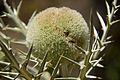 Echinops giganteus