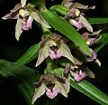 Дремлик широколистный (Epipactis helleborine) - средняя часть соцветия