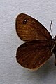 Erebia pluto underside