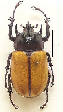 Eupatorus hardwickei