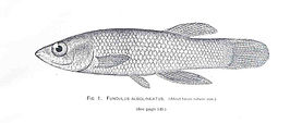 Fundulus albolineatus