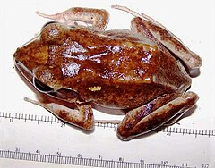 Description de l'image Fiji ground frog.JPG.