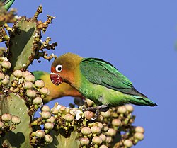 Cherero uso-machungwa katika hifadhi ya Serengeti