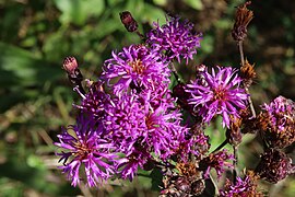 Western ironweed