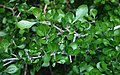 Gardenia cornuta