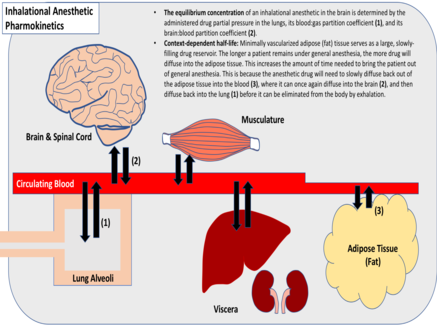 General Anesthesia WIKI - Figure.tif