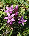 Deutscher Fransenenzian (Gentianella germanica)[14]